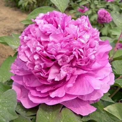 Пион ОРНАМЕНТ древовидный в Тюмени