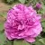 Пион ОРНАМЕНТ древовидный в Тюмени
