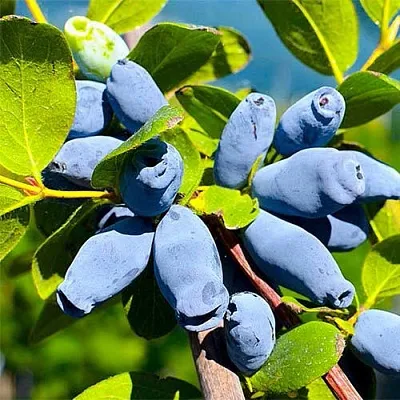 Жимолость съедобная АВРОРА  Жимолость съедобная АВРОРА в Тюмени