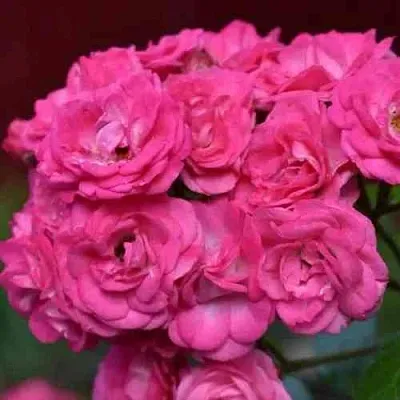 Саженцы роз ДИНКИ мускусная  Саженцы роз ДИНКИ мускусная в Тюмени