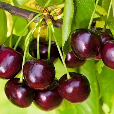 Черешня ИПУТЬ в Тюмени