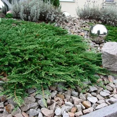 Можжевельник ПРИНЦ ОФ УЭЛЬС горизонтальный  Можжевельник ПРИНЦ ОФ УЭЛЬС горизонтальный в Тюмени