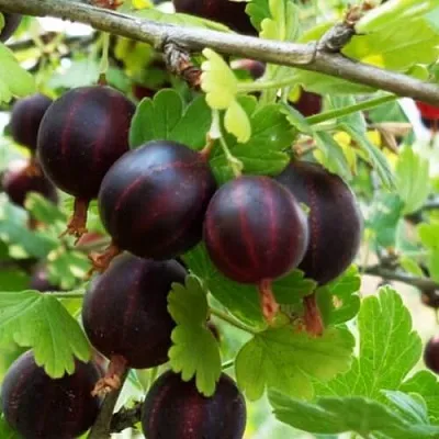 Крыжовник СЕВЕРНЫЙ КАПИТАН  Крыжовник СЕВЕРНЫЙ КАПИТАН в Тюмени