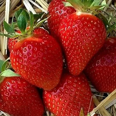 Клубника СИБИЛЛА  Клубника СИБИЛЛА в Тюмени