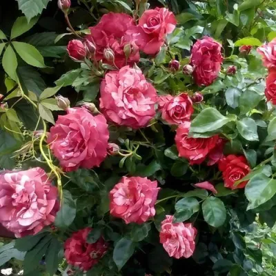 Саженцы роз БРАУНИ плетистая — описание сорта Саженцы роз БРАУНИ плетистая в Тюмени