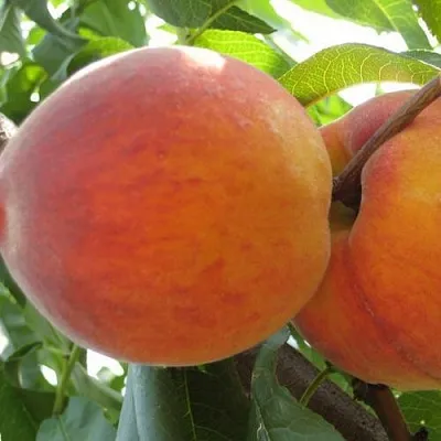 Персик СОЧНЫЙ  Персик СОЧНЫЙ в Тюмени