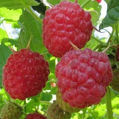 Малина НОВОСТЬ КУЗЬМИНА   Малина НОВОСТЬ КУЗЬМИНА  в Тюмени