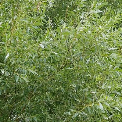 Ива ВИТЕЛЛИНА белая  в Тюмени