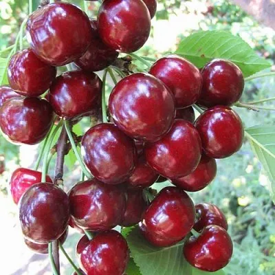 Черешня ОДРИНКА в Тюмени