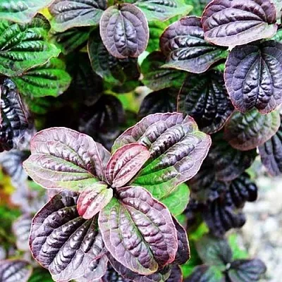 дерен КОМПРЕССА кроваво-красный  дерен КОМПРЕССА кроваво-красный в Тюмени