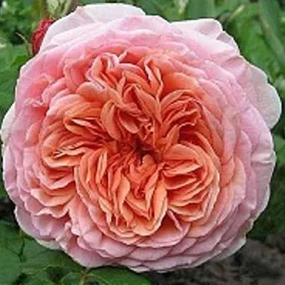 Саженцы роз АБРАХАМ ДЕРБИ английская  Саженцы роз АБРАХАМ ДЕРБИ английская в Тюмени