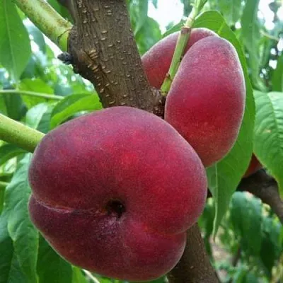 Персик АЛЕКС ИНЖИРНЫЙ  Персик АЛЕКС ИНЖИРНЫЙ в Тюмени