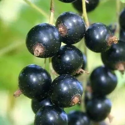 Смородина черная СТРЕЛЕЦ в Тюмени