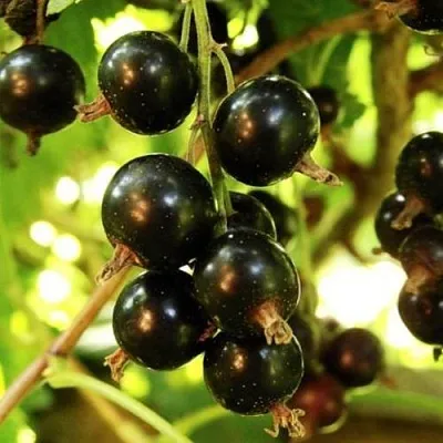 Смородина чёрная НАРА в Тюмени