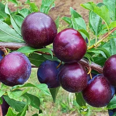 Шарафуга ВЕЛЬВЕТ САНРАЙЗ  Шарафуга ВЕЛЬВЕТ САНРАЙЗ в Тюмени