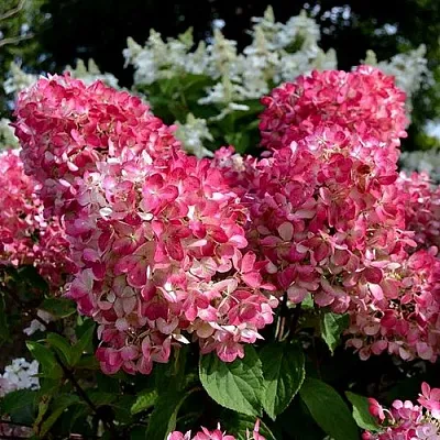 Гортензия ПИНК ДАЙМОНД метельчатая в Тюмени