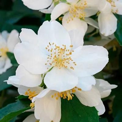 Жасмин ЮСТИНКА в Тюмени