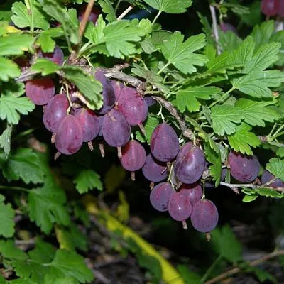 Крыжовник ГРУШЕНЬКА  Крыжовник ГРУШЕНЬКА в Тюмени