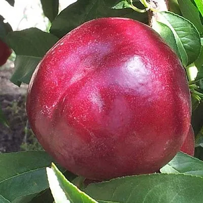 саженцы нектарина саженцы нектарина