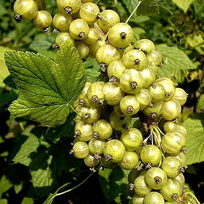 Смородина зеленоплодная СНЕЖНАЯ КОРОЛЕВА  Смородина зеленоплодная СНЕЖНАЯ КОРОЛЕВА в Тюмени