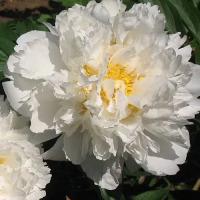 Пион БОУЛ ОФ КРИМ травянистый  Пион БОУЛ ОФ КРИМ травянистый в Тюмени