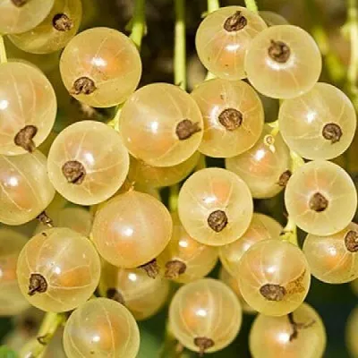 Смородина белая СМОЛЬЯНИНОВСКАЯ  Смородина белая СМОЛЬЯНИНОВСКАЯ в Тюмени