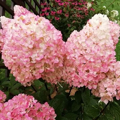 Гортензия МЭДЖИКАЛ КЭНДЛ метельчатая в Тюмени