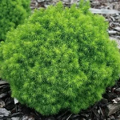 Ель АЛЬБЕРТА ГЛОБ сизая  Ель АЛЬБЕРТА ГЛОБ сизая в Тюмени