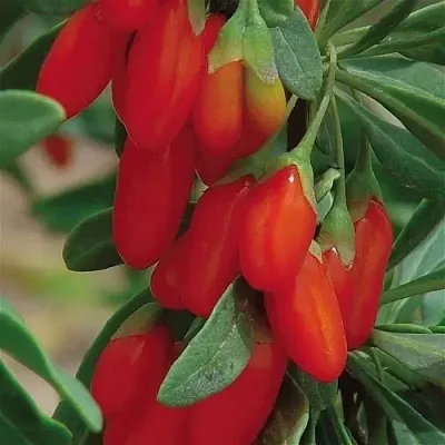 Годжи ВЯЧЕСЛАВ  Годжи ВЯЧЕСЛАВ в Тюмени