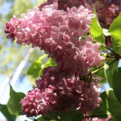 Сирень МЕДОВЫЙ СПАС  Сирень МЕДОВЫЙ СПАС в Тюмени