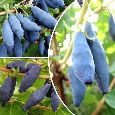 Комплект СЛАДКИЕ ХИТЫ в Тюмени