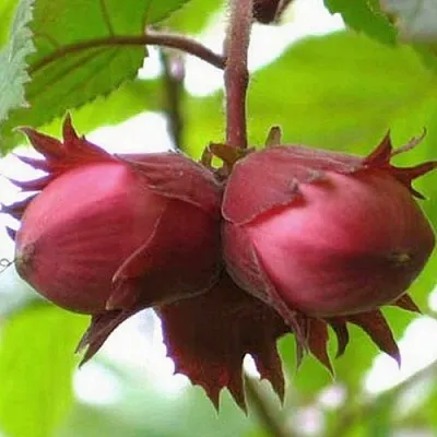 Фундук АЙВЕНГО  Фундук АЙВЕНГО в Тюмени