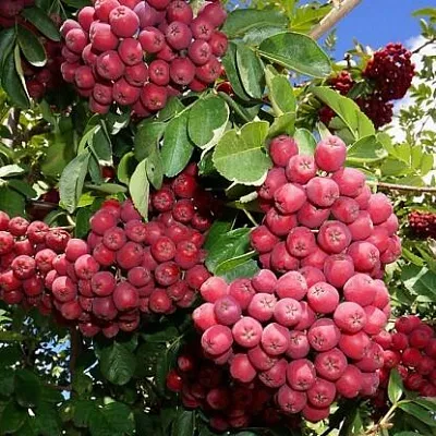 Рябина ГРАНАТНАЯ сладкоплодная  Рябина ГРАНАТНАЯ сладкоплодная в Тюмени