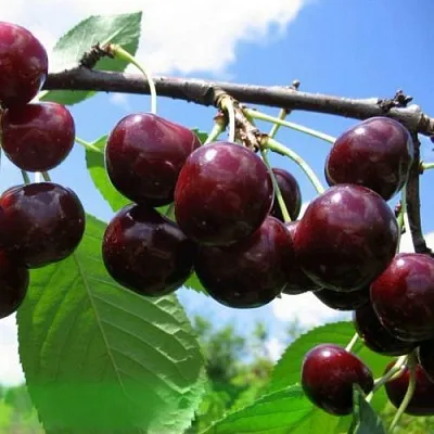 Дюк ЧУДО-ВИШНЯ  Дюк ЧУДО-ВИШНЯ в Тюмени