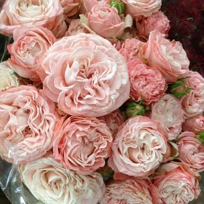 Саженцы роз МАДАМ БОМБАСТИК спрей  Саженцы роз МАДАМ БОМБАСТИК спрей в Тюмени