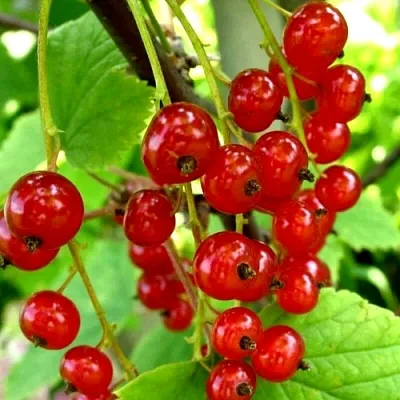 Смородина красная КОРАЛЛОВАЯ  Смородина красная КОРАЛЛОВАЯ в Тюмени