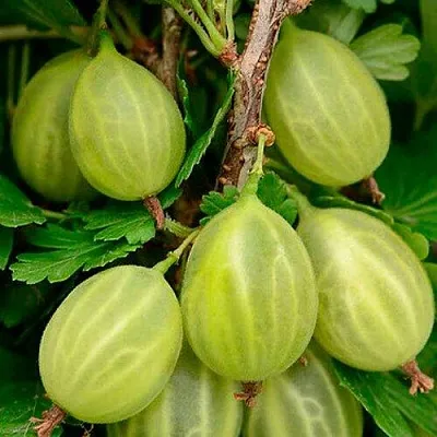 Крыжовник УРАЛЬСКИЙ ИЗУМРУД в Тюмени