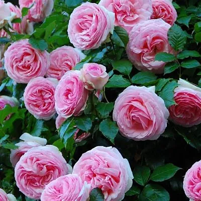 Саженцы роз ПЬЕР ДЕ РОНСАР плетистая  Саженцы роз ПЬЕР ДЕ РОНСАР плетистая в Тюмени