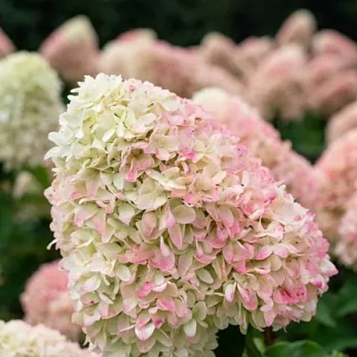 Гортензия САММЕР ЛАВ метельчатая в Тюмени