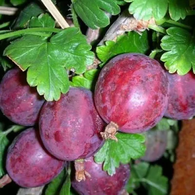 Крыжовник КОЛОБОК  Крыжовник КОЛОБОК в Тюмени