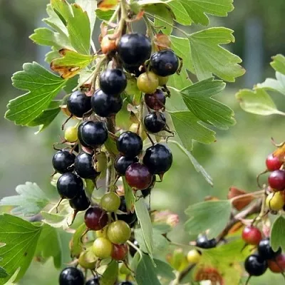 Смородина золотистая ПЛОТНОМЯСАЯ  Смородина золотистая ПЛОТНОМЯСАЯ в Тюмени