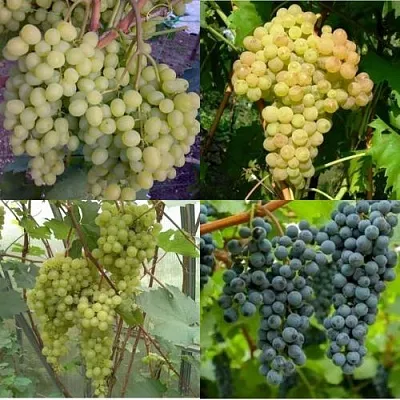 Комплект ВИНОГРАДНАЯ РАДУГА в Тюмени