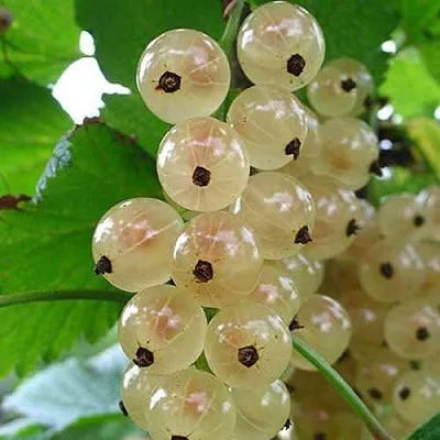 Смородина белая ЮТЕРБОРГСКАЯ  Смородина белая ЮТЕРБОРГСКАЯ в Тюмени