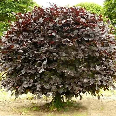 Бук лесной АТРОПУНИЦЕА в Тюмени