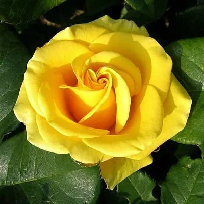 Саженцы роз ПАПИЛОН чайно-гибридная  Саженцы роз ПАПИЛОН чайно-гибридная в Тюмени