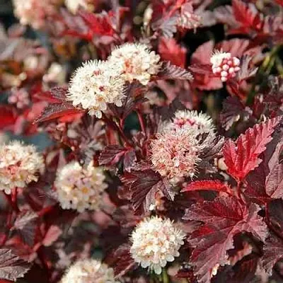 Пузыреплодник ЛЕДИ ИН РЕД  Пузыреплодник ЛЕДИ ИН РЕД в Тюмени