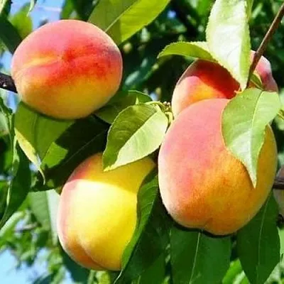 Персик ПАМЯТЬ ЛОЙКО  Персик ПАМЯТЬ ЛОЙКО в Тюмени