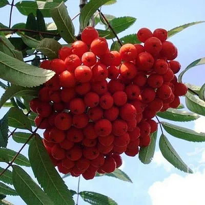 Рябина САХАРНАЯ ПЕТРОВА сладкоплодная  Рябина САХАРНАЯ ПЕТРОВА сладкоплодная в Тюмени