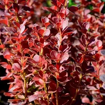 Барбарис ВУЛКАНО тунберга в Тюмени