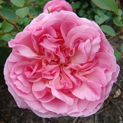 Саженцы роз ХАЙДИ ХОЛЛ английская  Саженцы роз ХАЙДИ ХОЛЛ английская в Тюмени